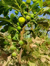 ٠٧٧٤٧٥١٠٤٠١