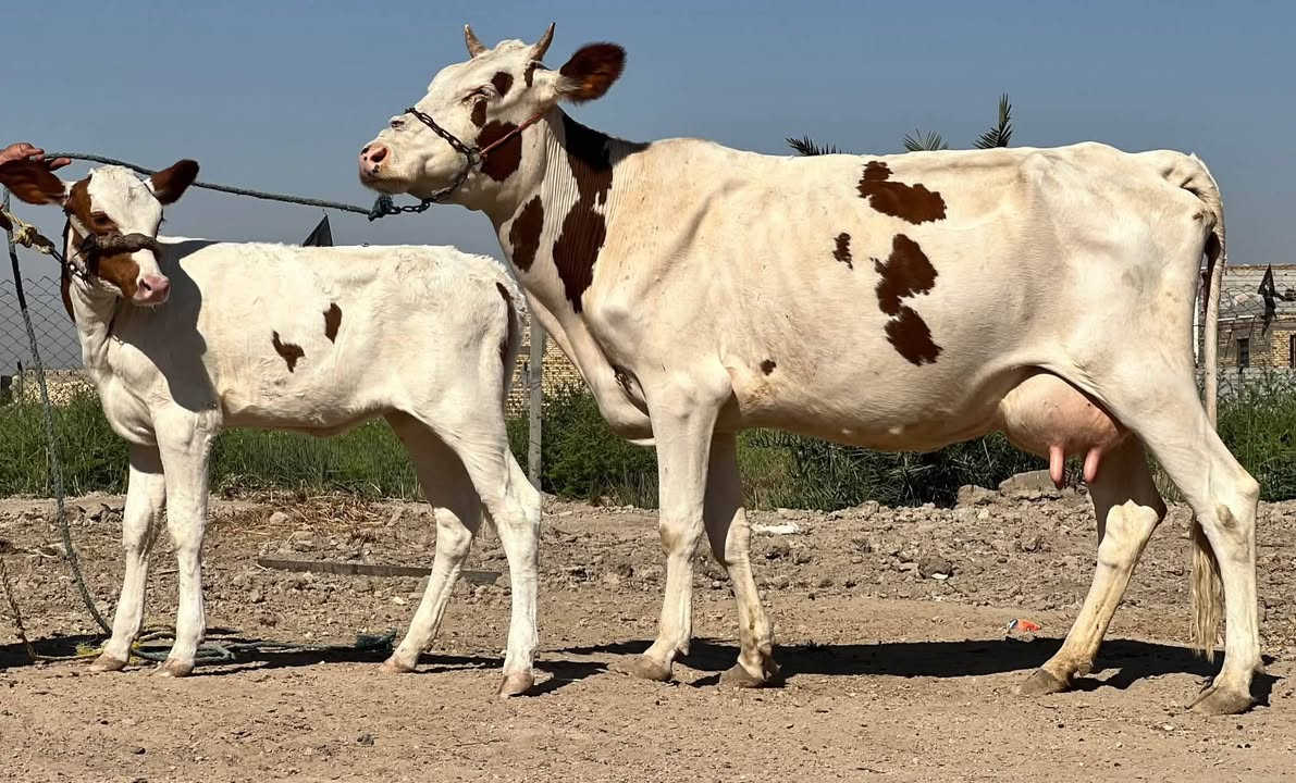 بسم الله ماشالله تبارك الرحمن ***********
بجر اول بطن وراها بجر
