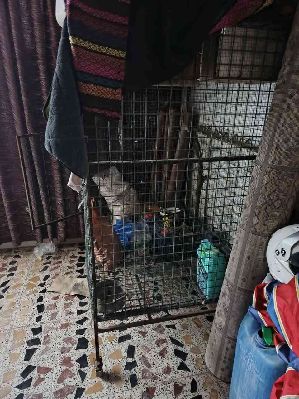 سلام عليكم قفص يرهم جميع الحيوانات ارتفاع  150 الواجهية 150 العررض متر مكاني مزرعة ‏ *********** ‏
