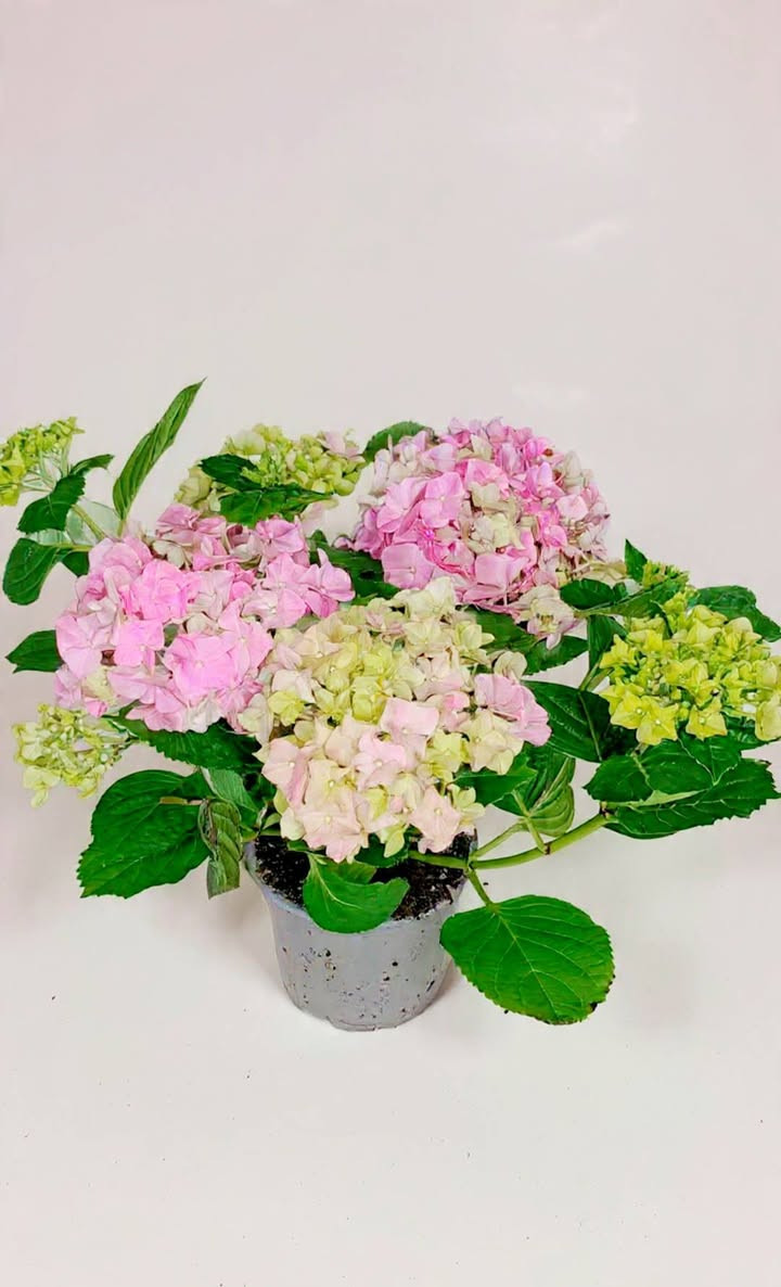 #$@
💥💥🦋🌹 وصل وصل رجعنا الربيع ماشاء الله ماشاء الله 🫵🥰 بنباتات حلوة و جميلة 🪴
🍂 وصل وجبة جديدة من النباتات هولندية 💥
🌹 الحمدلله تبدأ موسم تزهير و نمو نباتات أنشأ الله 🥀🥀🍂🍂 
🦋نبدا مع نباتات جديدة و اشياء جميلة و جديدة أنشأ الله 🦋
🍒 سارعو بالحجز اطلبوها 👈👈 وباقی علینا ....🤗🤗🤗🤗
يوجد توصيل لكل محافظات 👇 👇 👏
🌹🌹 ...😉😉😉😉
💥💥🦋🌹گەیشت گەیشت بەهارمان هێنایەوە ماشاء الله ماشاء الله 🫵🥰 بەگوڵی ناسک و جوان 🪴
🍂گەیشتنی باری تازەی هۆڵەندی 💥
🌹 الحمدلله لەئێستا دا کاتی گوڵ کردنی گوڵەکان و دەست کردن بەگەشەیە انشااللە 🥀🥀🍂🍂
🦋 بەگوڵی تازەو شتی تازەو جوان انشااللە 🦋
 🍒خێرا بکە و داوای بکە 👈👈ئەوەی تر بە ئێمە بسپێرە ....🤗🤗🤗🤗
گەیاندن هەیة بۆ هەموو شوێنێک 👇 👇 👏 
 🌹🌹🌹...😉😉😉

... بتمۆس 👇
... ئاسن    👇 حدید
...ئێن پی کەی 👇
                                                        NPK...
... بیرلایت
...بەردی بوڕکانی یان بەردی لیکا 👇
... حجر بركاني او حجر ليكا  👇
...قەترەی بامبۆ 👇 قطرة عصى موسى

...لصورة کل نباتات تانية ادخل الصفحة.....🫵🫵🫵🫵🫵
... بۆ وێنەی هەموو گوڵەکان بڕۆ ناو پەیجەکەمان ....🫵🫵🫵🫵
.....


**إذا كنت صاحب هذا الإعلان وتريد حذفه لأي سبب، رجاءا أرسل رسالة إلى الدعم الفني**