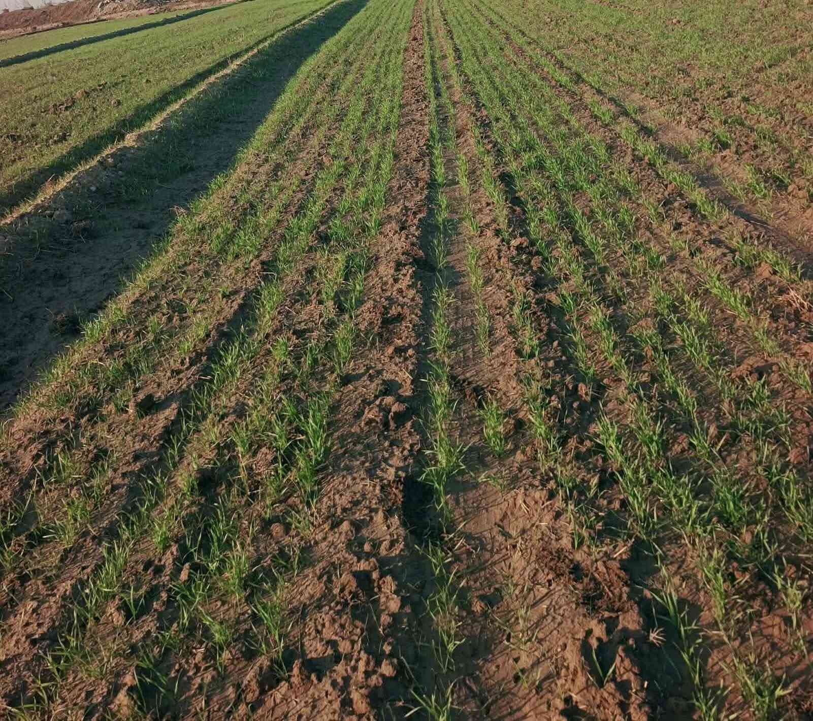 للبيع
ارض زراعيه المساحه 80دونم  عقد 35 مزروعه حنطه حاليا متوفر الماء على مدار السنه مع كافه الخدمات قريبه عل الشارع العام 
سعر الدونم 1.750وبيها مجال
مكانها واسط  
للاستفسار ***********
