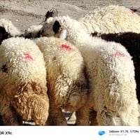 طليان للبيع • خرفان للبيع • أضاحي الديوانية • ذبائح الديوانية • مواشي ...
