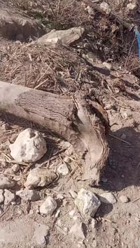 حطب يابس للبيع 07804189775