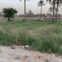 طابو زراعي • نصف دونم • الوردية سنتر