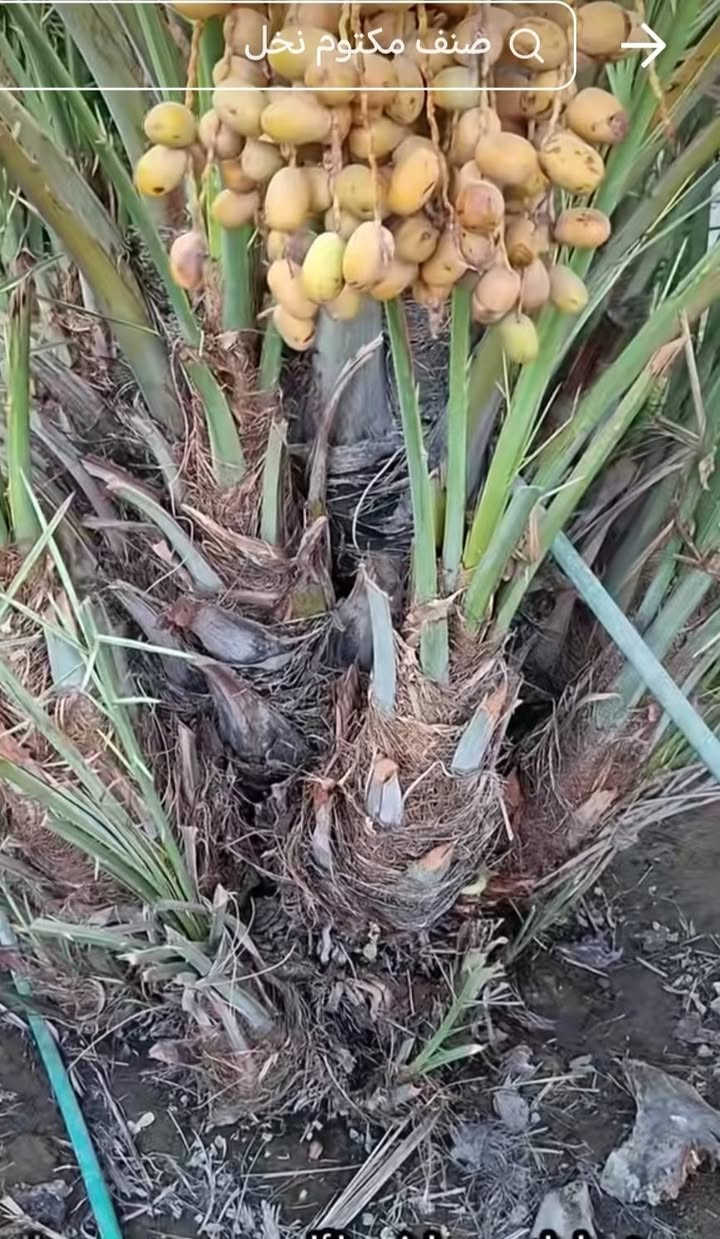 سلام عليكم فسائل مكتوم سعر الفسيله الواحد 50 الف مع القلع
***********
