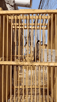 فحل اليف قفص تغريد فول ما يسكت بغداد ***********
