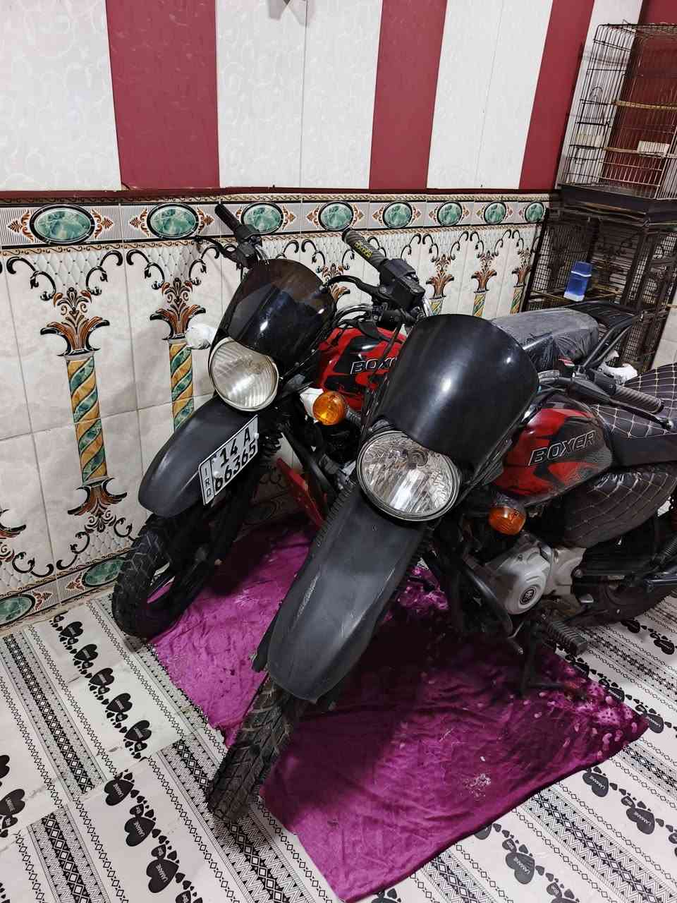 بوكسرات فحل المديل 23رقم نكليزي مفتوحات تجفيت الصلي بيدي اشتغل كاملات ماكو اي نقص سعر السوده مليونين والحمره مليون و800 وبيهن مجال مكاني شط العرب الفيحاء يم جسر خالد ***********
