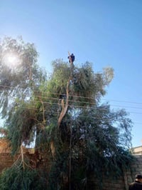اخون اي واحد عنده اشجار بلبيت ويريد يگصهن اني اگصهن مجاني بس اخذ الكرا...
