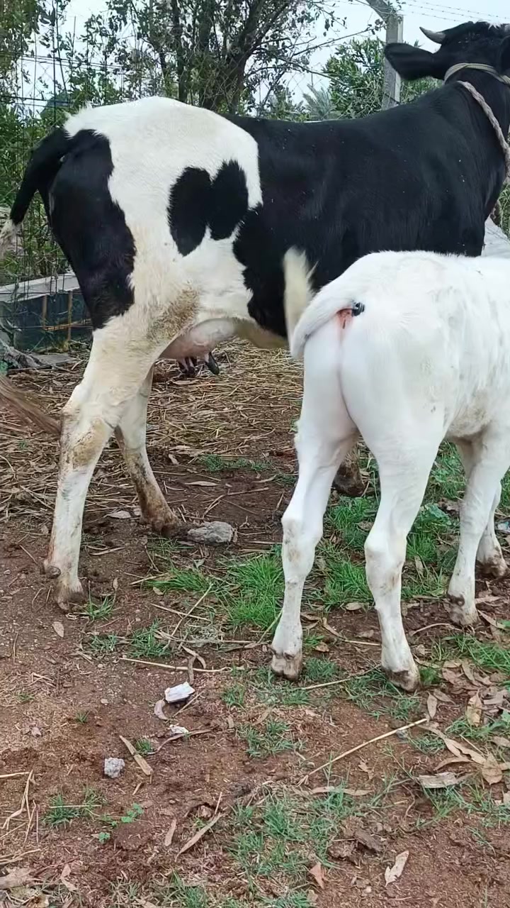 ياالله اللهم صلى على محمد وال محمد
بجر هولشتاين أول بطن ورها عجل و عليه 
عشار شهرين و بعدها حوليه ما بدله ولا سن 
ضمان 4 أيام من كافه شروط الجني تحلب وقتين مكان بغداد أبي غريب شراي يتصل
واتس *********** يرهم مراوس بحلال
*********** يوجد توصيل حسب الاتفاق
