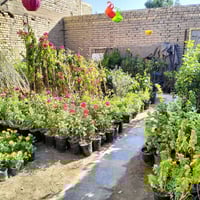 مشتل ابو سجاد • اشجار متنوعة • برتقال عراقي