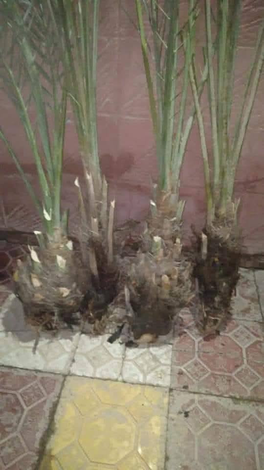 سلام عليكم اشتغل تكريب وتنضيف النخل وعندي غرس للبيع بانواع متعدده وكميات مفتوحه وعندي منشار لتقطيع النخل والاشجار وهذا رقمي ***********
