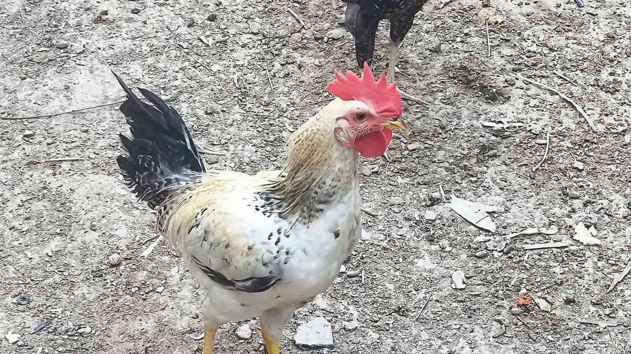 ديج عرب للبيع السعر 10 العنوان ابي الخصيب نهر خوز رقم الهاتف ***********
