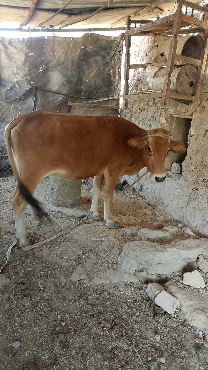 متاح بچر لحم للبيع والده بطن وحده امبدله  سنين مربوطه علئ شعير ومي بير الموقع جنوب الموصل قريه اطويبه الاتصال علئ رقم #‏‪***********‬‏
