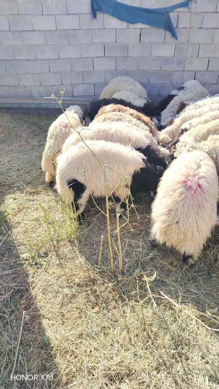 السلام عليكم طليان سمان فول لحم خير من الله تلكط بايدك الي يعجبك العلم سمره ***********وائل ال خطاب
