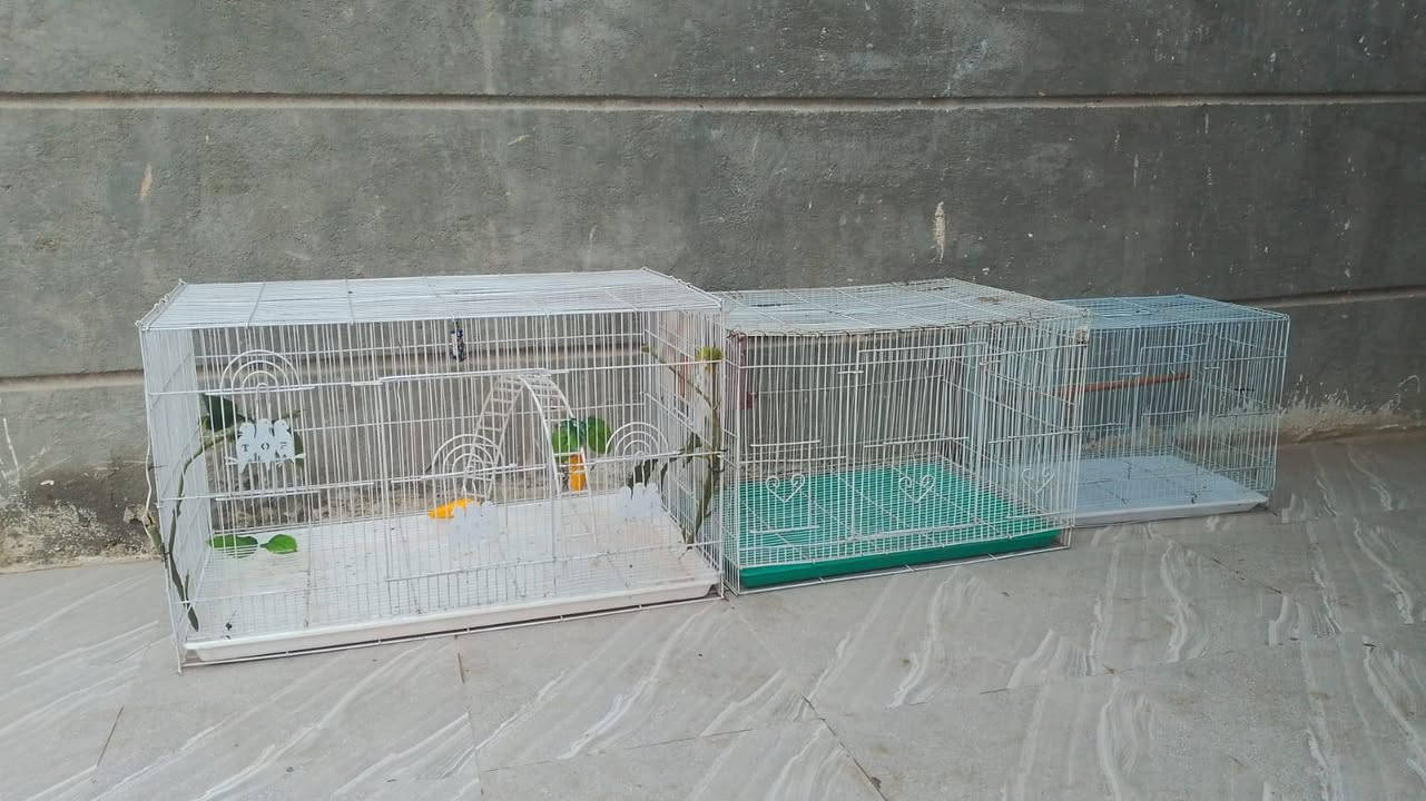 قفاصه نضاف شلع ابيعهن ب٥٠ مكاني المهيديه ***********
