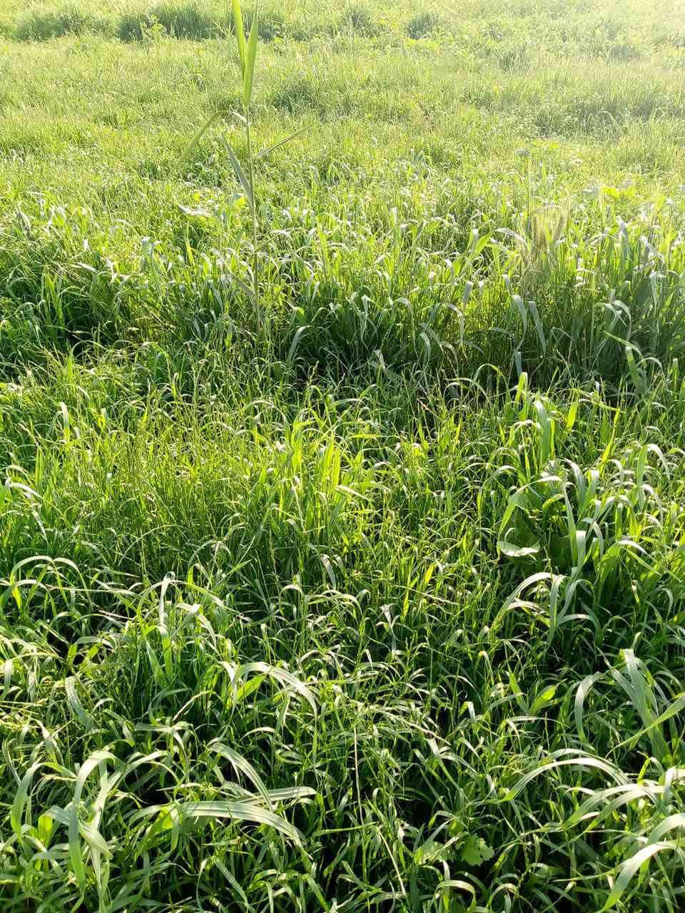 سلام عليكم عندي زرع حش 5دوانن 
الي يريد ينتصل ***********
