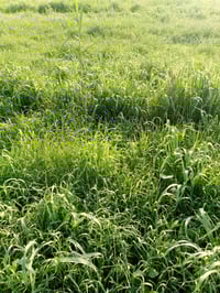 عندي زرع حش 5دوانن  الي يريد ينتصل 07763993920