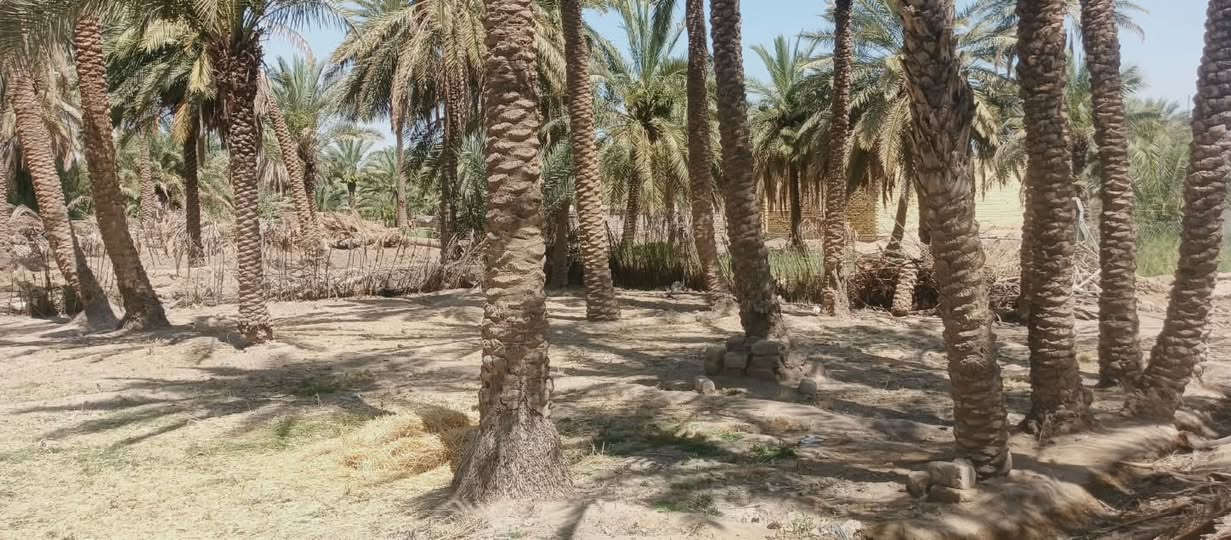 بيت مساحه ٧٠٠ بيه شقه ثانيه
وبستان دونكم وياه 
مراجعه هذا الرقم ‏ ‪***********‬‏
العنوان الخضر ال بوريشه
