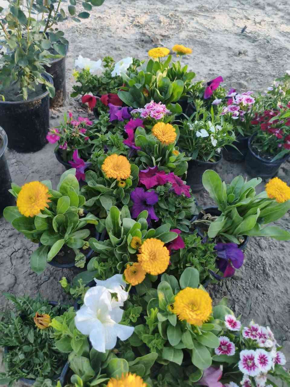 بسم الله تم بعون الله افتتاح مشتل مقابل البنفسج  وبأسعار مناسبه


**إذا كنت صاحب هذا الإعلان وتريد حذفه لأي سبب، رجاءا أرسل رسالة إلى الدعم الفني**