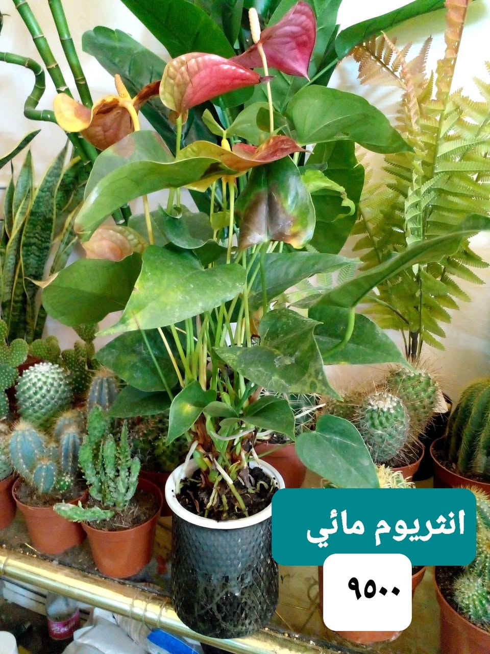 سلام عليكم
نباتات داخلية ..عصا موسى ديكور
نباتات مائية 
بتموس درجة اولى  
اسمدة Npk ...شيلات الحديد ..هيومك أسيد + طحالب بحرية ...سماد النانو المائي ..يوريا ..داب ..برلايت .. حجر ليكا ..ملمع نباتات ..مجذر 
سائل ومجذر باودر.. مبيد فطري ..محفزات ... أحماض أمينية 
حصى زينة  ملون ..

للحجز والإستفسار 
على المسنجر ..أو الواتسآب ***********
موقعنا ....
بغداد ..حي العدل ..شارع الأسواق المركزية ..قيصرية عباس ( للحصة الغذائية )
