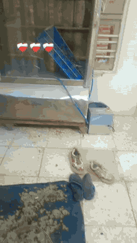 السلام عليكم غراض مطعم للبيع ميوزة وشوية كص سعرها ٢٥٠ شواية دجاج كاملة ٢٥٠ فرن بيتزا كامل وي غراضة وصواني ابو الطابقين  سعرة ٨٠٠ وبين مجال الغراض نضيفات كلش  الرقم ***********
