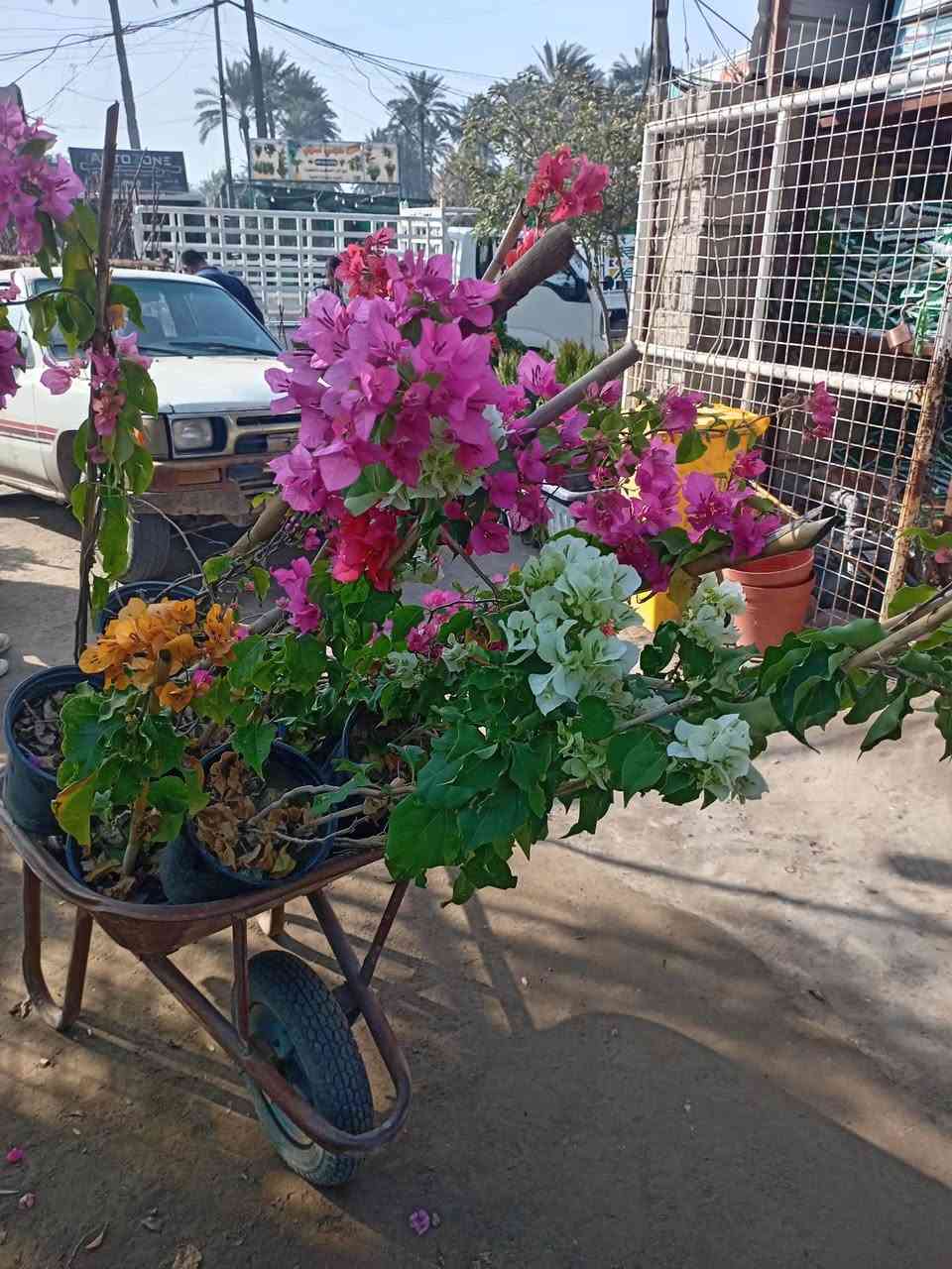 على بركة الله تم توفير جميع انواع الاشجار المثمره والحمضيات والثيل الهندي ( تين .رمان.تكي عادي. تكي مطعم مشمش. تفاح شرابي. تفاح ابراهيمي .برتقال. رارنج. لالنكي. نومي ) مع توفر خدمة توصيل مجاني وبأنسب الاسعار. المكان كراج الفراحنه قرب صيدلية حجي سعيد منگاش


**إذا كنت صاحب هذا الإعلان وتريد حذفه لأي سبب، رجاءا أرسل رسالة إلى الدعم الفني**