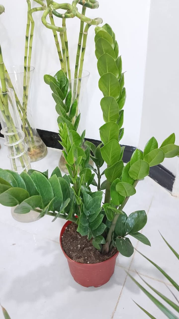 عروض خاصه توصيل داخل كركوك


**إذا كنت صاحب هذا الإعلان وتريد حذفه لأي سبب، رجاءا أرسل رسالة إلى الدعم الفني**