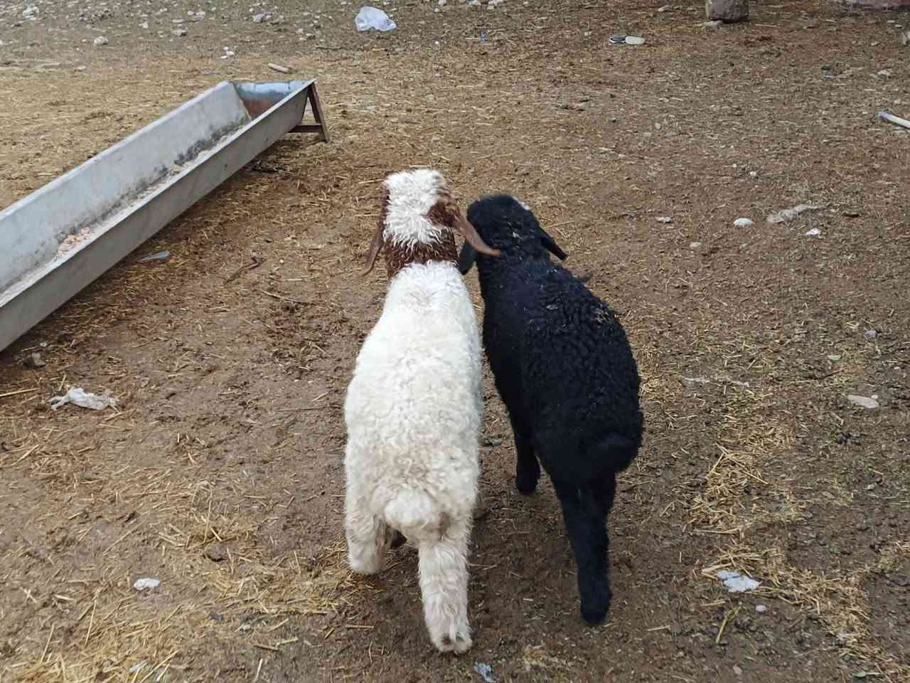 يوجد طلي وفطيمه مالات جنيه فول سعر 275 الف بلاشش🔥قوازي المكان بيجي حي العصري رقم الهاتف ‏‪***********‬‏
