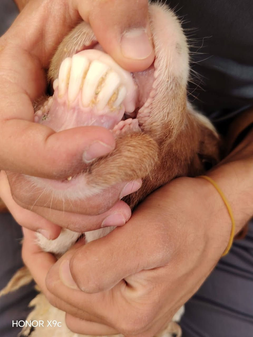 متاح ثنايه 6 خط اول شرط علاه كل عيب (بيهن وحده شطور) لبقية مكفولات من كلشي
بيهن ثنين مو مبدلات ولا سن خشنات وسمان مالات جنيه سعره خاص
الشراي يتصل على رقم ***********
المكان حديثة
*********** بي واتساب
