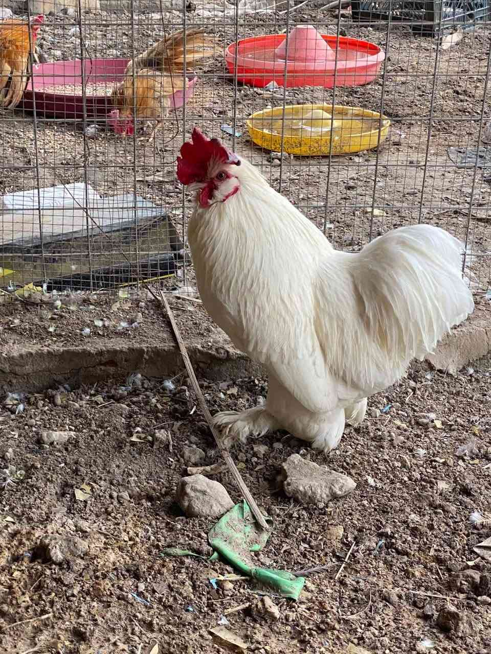 البيع دجاج براهمه وزينه دجاج دويج ابيض وطاوس وفراخ وبيض  وطيور حب ١٠ وي القفص


**إذا كنت صاحب هذا الإعلان وتريد حذفه لأي سبب، رجاءا أرسل رسالة إلى الدعم الفني**