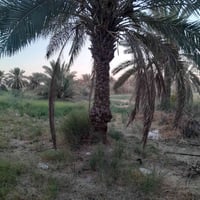 بستان ٣دونم • قرية حمزة ال غانم • منطقة سكنية