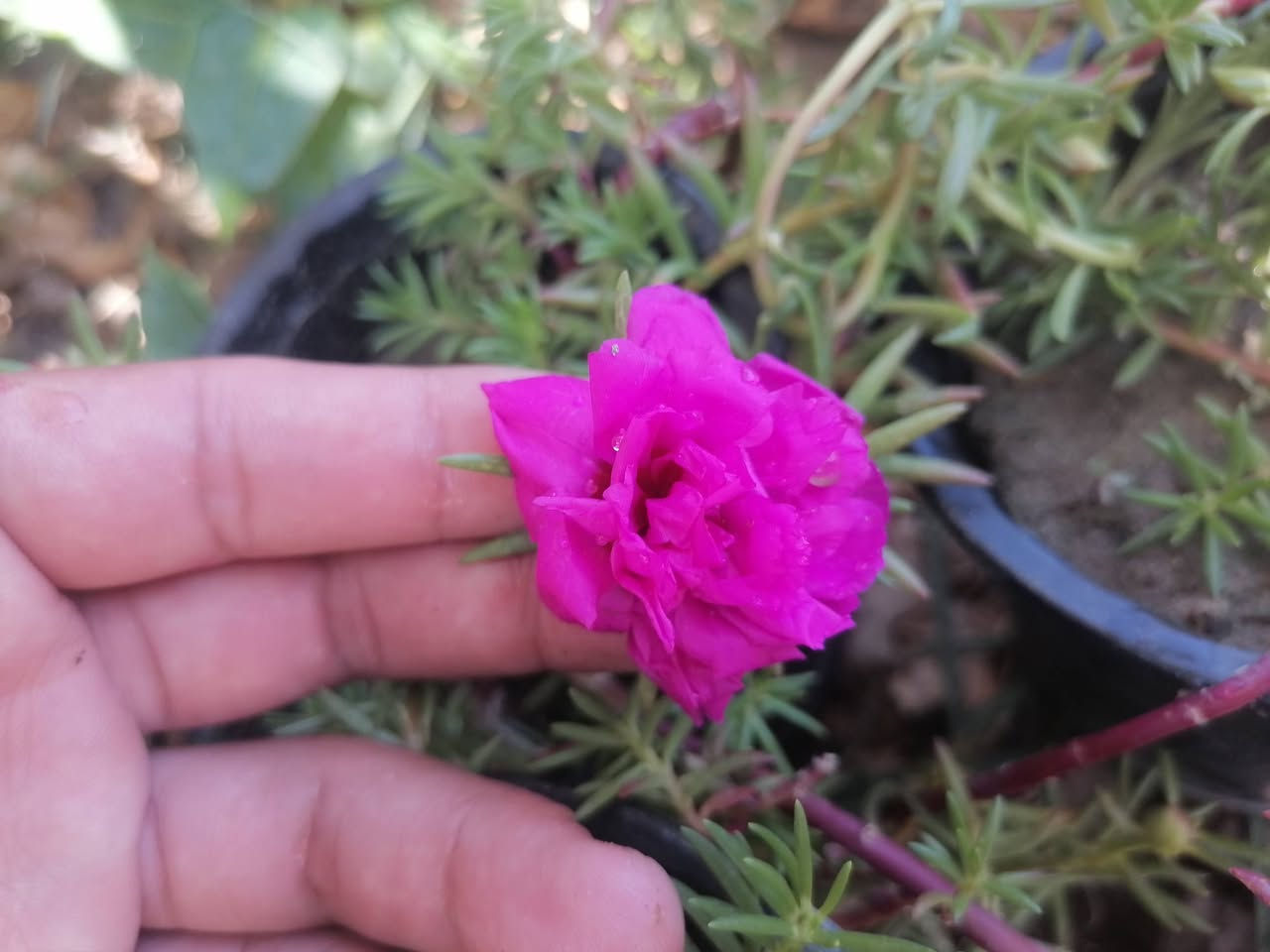 السلام عليكم لأهالي الكوت الطيبين 🌸🍃
طبعا كلنا نريد نباتات تقاوم حرنا، فجبت لكم أكثر نباتين يتميزن بمقاومة الحرارة وبنفس الوقت دائميات الخضرة والتزهير طول الصيف:

​_ عين البزون باللون الأبيض الفاخر 🤍

_ ورد الصباح. 

​💰 السعر: 750 دينار فقط للسندانة! (لأهلنا بالكوت والمناطق القريبة).

📌 ملاحظة: أقل كمية للطلب هي 5 سنادين، والتوصيل ثابت لباب بيتك بـ 3,000 دينار فقط 🛺💨.

للحجز والاستفسار التواصل على الخاص.


**إذا كنت صاحب هذا الإعلان وتريد حذفه لأي سبب، رجاءا أرسل رسالة إلى الدعم الفني**