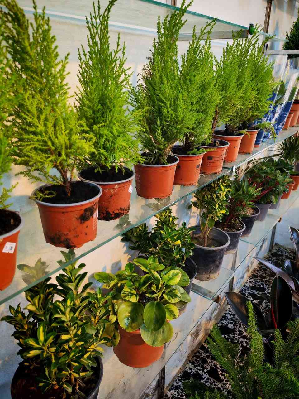 عرض الاسبوع سرو ليموني عطري هولندي  السندانه ب٤ كل ٣ ب١٠ فقط 🌷


**إذا كنت صاحب هذا الإعلان وتريد حذفه لأي سبب، رجاءا أرسل رسالة إلى الدعم الفني**