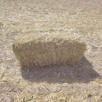 كبس • الطول ٩٥ • ناحية شيخ سعد