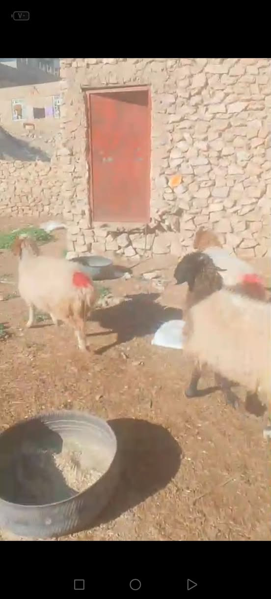 سلام عليكم. اخوان متاح ٣ نعاج مالات جنية فاخرات نعاج سن وشطر ونصاح ع كل عيب سعر الزوج ب ٥٢٥ مكان حديثة حقلانية يوجد توصيل حسب الاتفاق للاستفسار الاتصال على الرقم ***********
