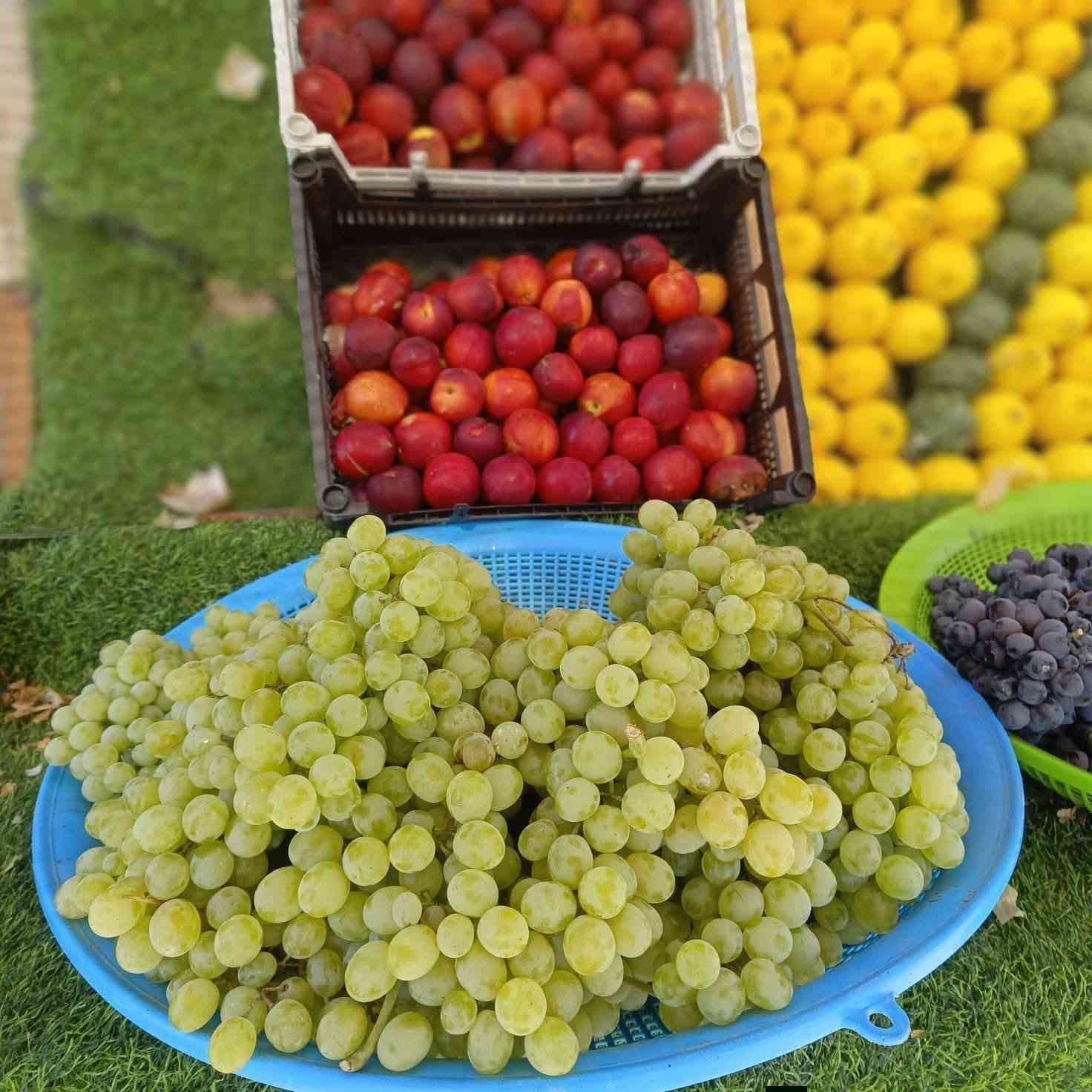 السلام عليكم زرع جديد مال اليوم
طماطه 500 
بتيته 750 
خيار 750 
فصل 750 
شجر ب 1000 
تفاح احمر 1000
تفاح عراقي 1000
ليمون 2000 ونص 
برتقال 1004 
جوده صفراء 1,500 
زوجه حمراء 2000 
مشمش 2000 
كرز 3000 
فلفل وارد 1000 
قص الحار 1000
قطين1000

بيتنجان 750 
رقي 500 
خوخ مسكي 2000

فرح 500 
بانيا 1,500 
ثوم 1000
عنب اسود1000

انا باصفر 1000
اتصال على هذا الرقم 

***********
