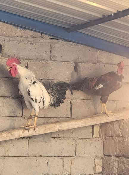 ٤ديوكه ٣ابو ارقيبه سعر الواحد ١٤ الف مراسله واتساب***********
