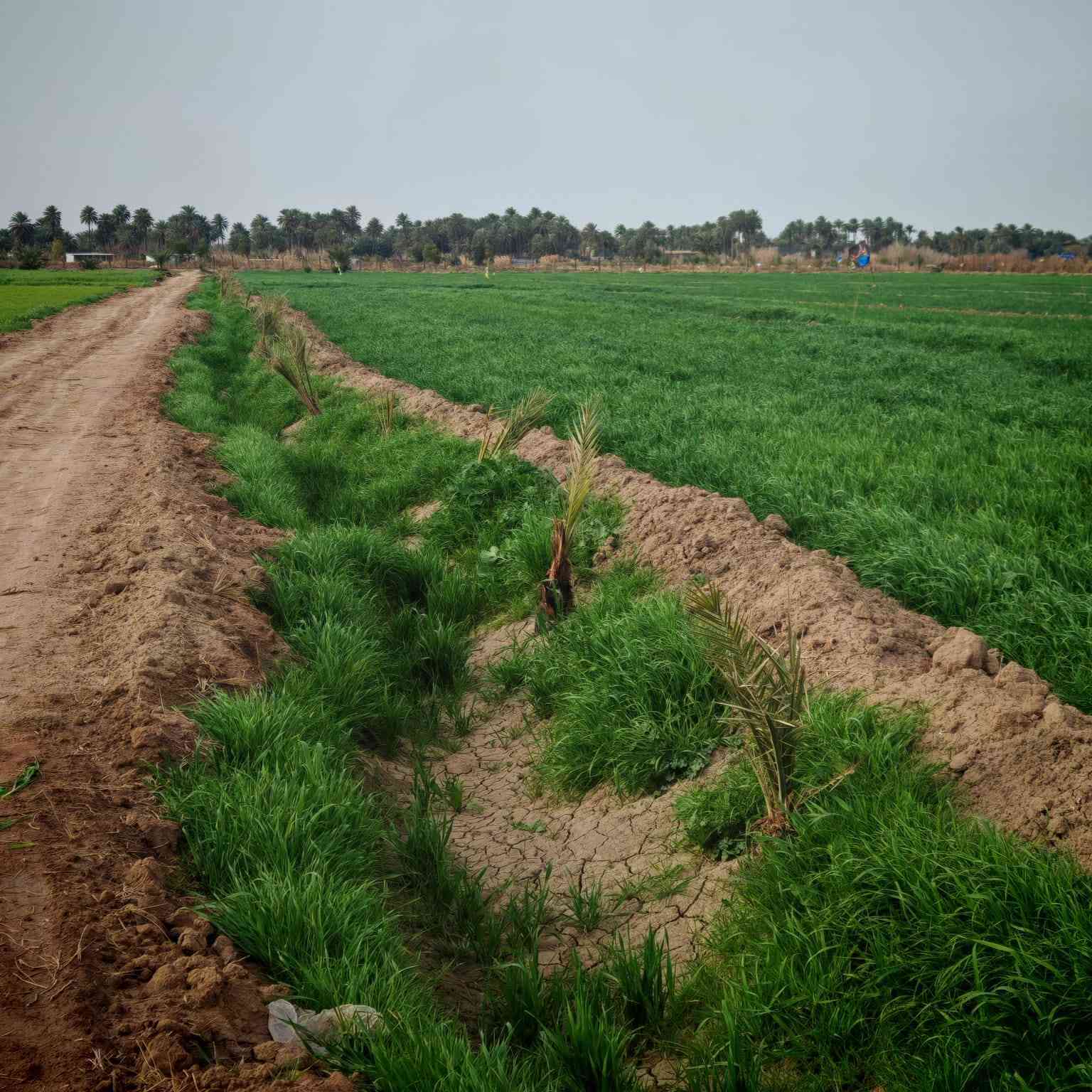 السلام عليكم ورحمه الله
يوجد ارض زراعيه للبيع 
سند 25 
30دونم  
يوجد بها جميع انواع النخيل 
مزروعه جت   
ويتوفر بها كهرباء .  ماء اسأله .كهرباء .ما سقي  
العنوان..... ديوانيه قضاء الدغاره  .. صدر الدغاره 
                                                                        الاتصال على الرقم او مراسلتنا على الخاص  
***********
