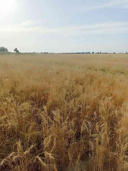 سلام عليكم ورحمه الله وبركاته
بسم الله الرحمن الرحيم 
ارض زراعية للبيع المساحه ٣٥ دونم صالحة للزراعة وشرط الزرع بيها ماطور ابو العشره وغطاسات عدد ٢ مستوفية كافة الشروط من ماء وكهرباء وشارع تبليط قريب عليها ومدارس ومنطقة هادئة وناسها جداً محترمين مكان الأرض الرفاعي صوب بني ركاب منطقة المريبيع  . ملاحظة الأرض مسيجة بمشروع مربع ناقص ظلع يعني چتف من كل الجهات 
السعر وباقي التفاصيل الاتصال على الرقم الموجود بالاعلان 
*********** بي واتساب أو مراسلة الصفحة
