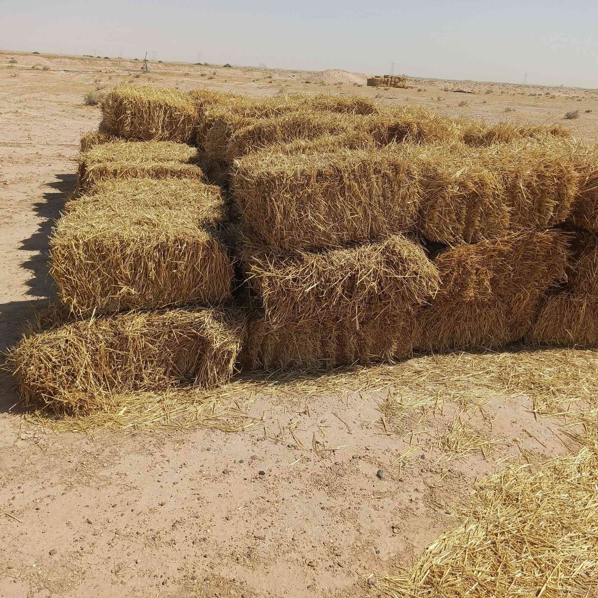 سلام عليكم  كبسات تبن لبيع عد 220كبسه اسعر الف ونص 1500المكان شارع الإستراتيجي مقابيل الميدان عن شارع 1000متر.  تواصل ***********
