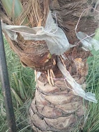 لكص النخل وشتال وتلقيح وتنظيف والشلاع بأسعار مناسبه للاستفسار الاتصال ...