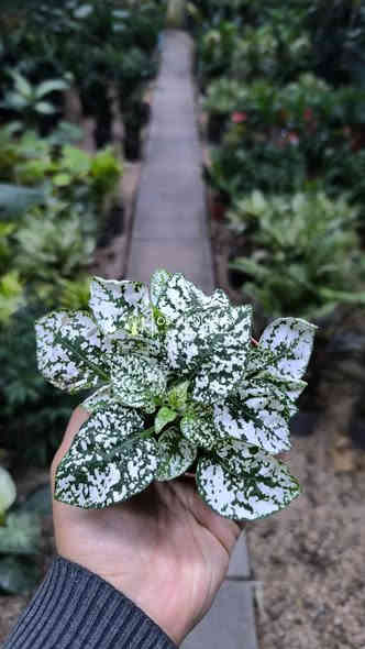 صباحكم خير ومحبه 

توفرت مجموعة نباتات داخلية 

📍 زورونا في موقعنا:
مشتل الأوسكار – حي الحنانة – شارع نجف _ كوفة
(مقابل غرفة تجارة النجف و فريندز كافيه ومطعم شريف– مجاور متنزه الحنانة العائلي)

🕗 أوقات الدوام:
من 8:30 صباحاً إلى 8:00 مساءً

📞 للطلب والاستفسار:
*********** – ***********
(اتصال / واتساب / مراسلة عبر فيسبوك)
 متوفر دفع  زين  كاش ومتوفر ماستر  

🚗 يتوفر توصيل داخل النجف
موجودين في تطبيق توترز لبعض المواد الزراعية 

أهلاً وسهلاً بكم دائماً في مشتل الأوسكار 🌹🌹🌹
