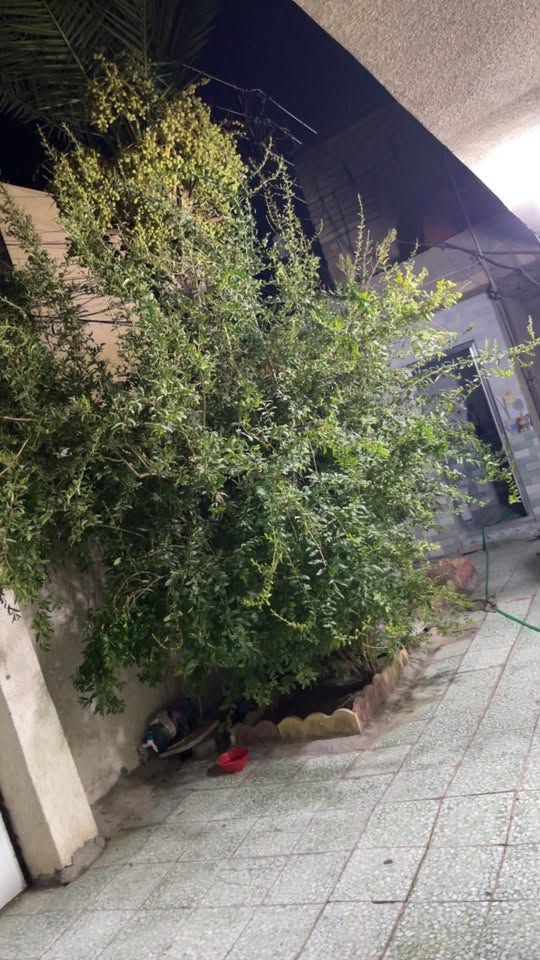 السلام عليكم بيت للبيع مساحه ١٥٥ متر واكثر ٤ غرف نوم هول واستقبال ومطبخ جبير وطرمه جبيره ..بغداد البياع الشرطه الخامسه سعره ١٧٥ وبي مجال للاستفسار الاتصال على الرقم ***********
