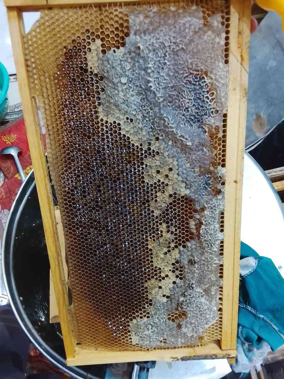 بسم الله وعلى بركة الله
تم فرز عسل اليوكالبتوز الابيض العطري ما شاء الله تبارك الرحمن طعم ورائحة ولون. مفيد جدا للجهاز التنفسي وكذلك يقوي المناعه والجسم بصورة عامة. 
فرز جديد من منحلي المتواضع 
٣٠ /٥/ ٢٠٢٦ المصادف ١٣ / ذو الحجة / ١٤٤٧
تجي تأخذ وترحملي عليه


**إذا كنت صاحب هذا الإعلان وتريد حذفه لأي سبب، رجاءا أرسل رسالة إلى الدعم الفني**