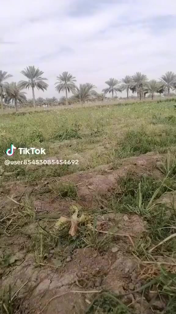 4دونم عبور الجسر الفرنسي كماء واضح في التصوير مزرعات نخل وسياج وكهرباء  ***********
