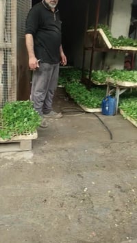 طماطه • جملة ومفرد • بابل الكفل