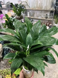 نباتات ظلية • القادسية • توصيل