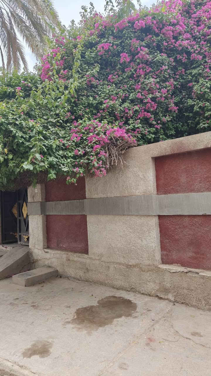 سلام عليكم .... بيت للبيع طابو صرف مساحته 150 طابقين متر بالسدة بالولاية قريب السوك ع شارع العام 
محتويات الطابق الاول صالة واستقبال وغرفه نوم ومطبخ حار و بارد وترك خلفي
الطابق الثاني غرفتين نوم مع مجموعة صحية
بناء حديث 
للاستفسار والاتصال على الرقم
*********** ابو حمزة
