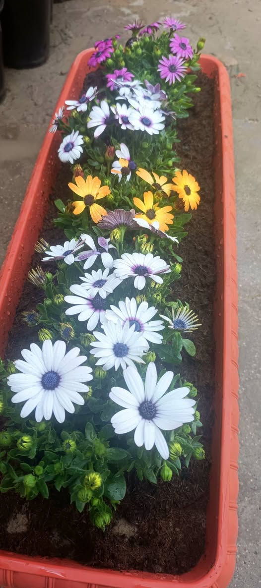 السلام عليكم
نبات الاستر جاهز مع سندانه سعر 13,000 الزوج 25 
خدمة توصيل داخل كوت  . 
العنوان مشتل كوت فلكت الحاوي قرب مجمع دمشق الطبي مقابل مدرسه التعليم الاساسي مشتل سماء كوت


**إذا كنت صاحب هذا الإعلان وتريد حذفه لأي سبب، رجاءا أرسل رسالة إلى الدعم الفني**