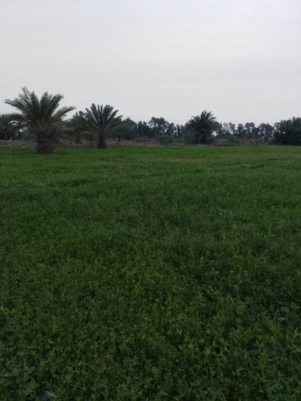 أرض زراعية للبيع المساحة دونم أو أكثر حسب الطلب. يوجد ماء اساله وسقي صيف وشتاء تبعد عن الولايه خمسة دقائق . على طريق نهر بعير . الاتصال ***********
